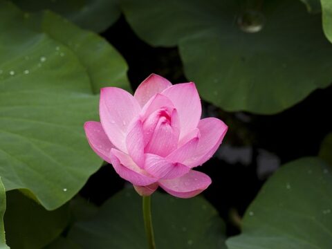 Lotus Pose In Yoga / Pixabay