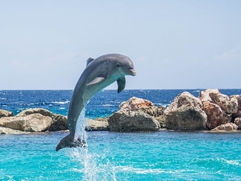 How to Dolphin Pose Catur Svanasana / Pixabay