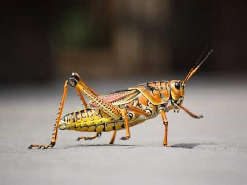Grasshopper Pose Salabhasana /Pixabay